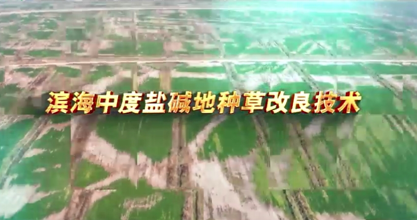 /show/156.html